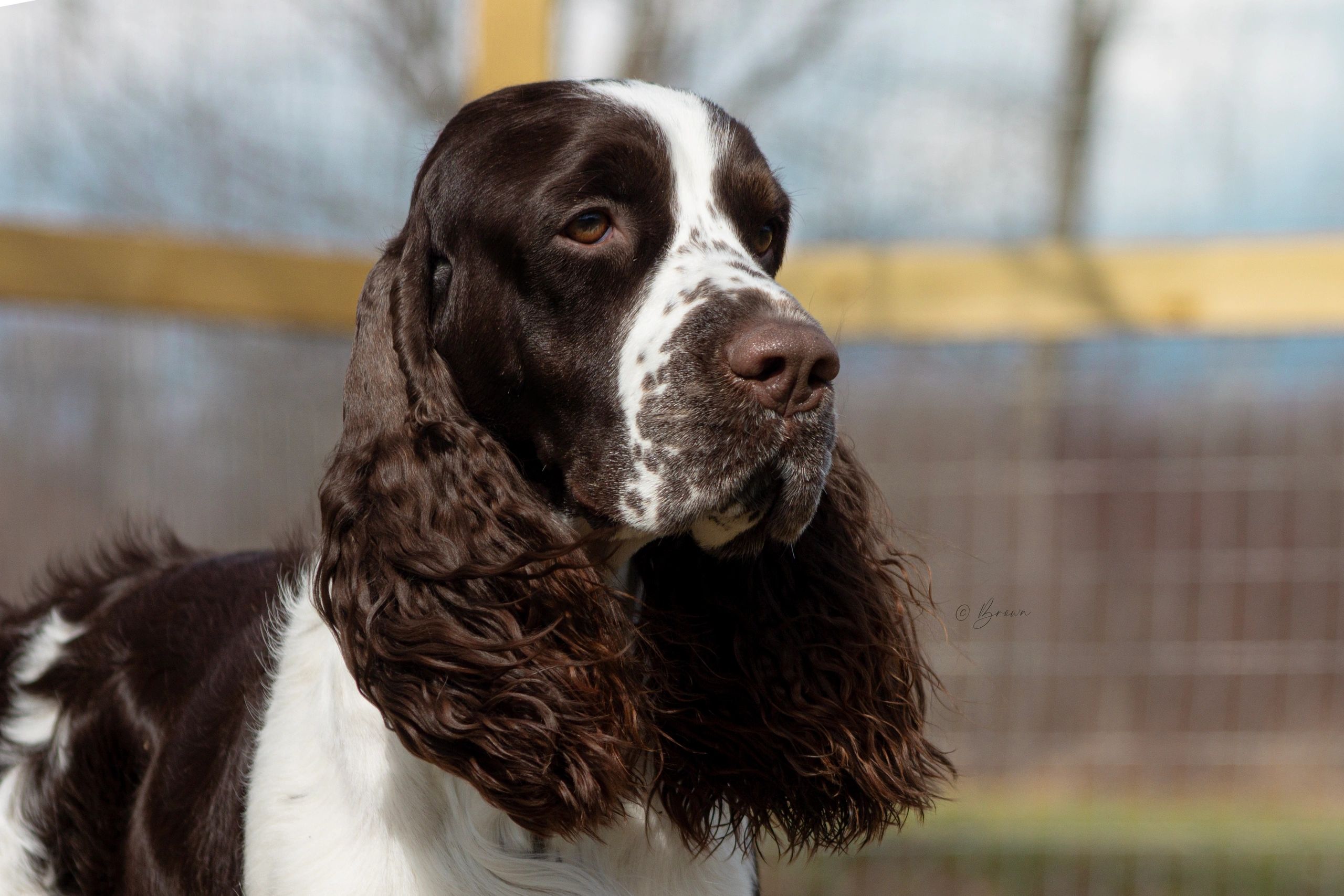 レノックス(スパニエル犬) Jewelled Springer Spaniels Epoch English Springer Spaniels - Health Tested Performance Dogs